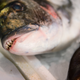 Illustration for article titled Oh jesus, man’s arm amputated after bad sushi experience